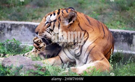 Der Tiger sitzt auf dem Boden. Mit dem unscharfen Hintergrund Stockfoto