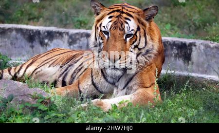 Der Tiger sitzt auf dem Boden. Mit dem unscharfen Hintergrund Stockfoto