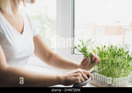 Kaukasische Frau schneidet Mikro-Grüns mit einer Schere Stockfoto