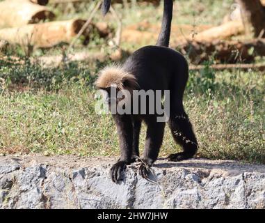 lion tailed Macaque sitzen in den Boden. Witze verwischen Hintergrund Stockfoto