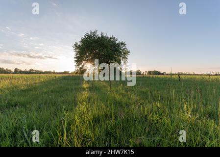 Sonnenstrahlen durch eine Eiche auf einer Wiese an einem Frühlingsabend. Frankreich Stockfoto