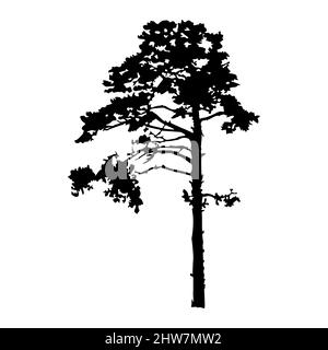 Kiefer Silhouette isoliert auf weißem Hintergrund. Schwarze Form des Nadelbaums. Design-Element der Natur. Umrisssymbol für Natur- oder Landschaftsgestaltung. Vektor Stock Vektor