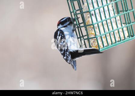 Ein Specht, der sich von der Seite eines Suet Feeders ernährt Stockfoto