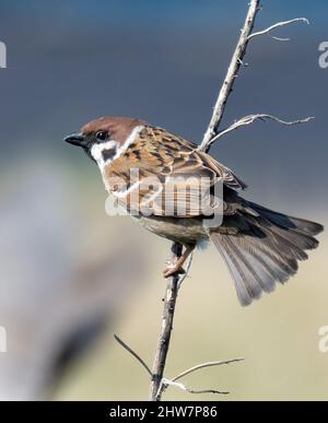 Eurasischer Baumsperling, der auf einem Zweig sitzt. Nahaufnahme des ganzen Körpers. Stockfoto