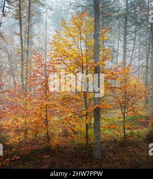 Vertikale Aufnahme von bunten Bäumen in einem Herbstwald Stockfoto