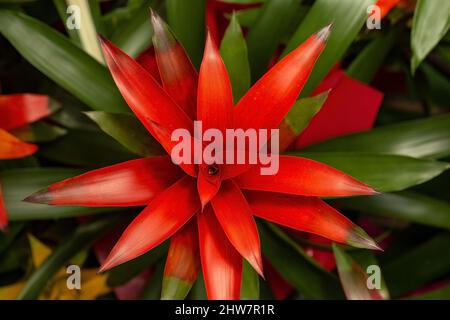 Rote Guzmania Blume, Draufsicht Stockfoto