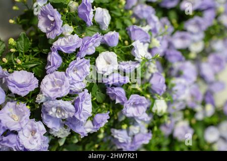 Campanula-Blüten, seitliche Ansicht mit geringer Schärfentiefe Stockfoto