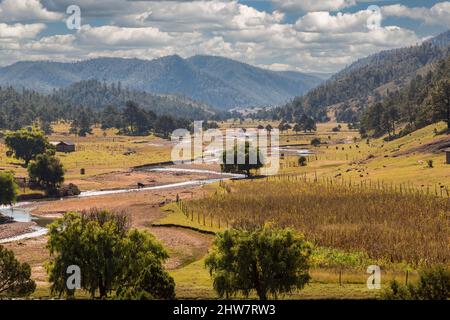 El Chepe Zugblick zwischen La Junta und Creel. Sierra Madre Stream and Grazing Land, Chihuahua State, Mexiko. Stockfoto