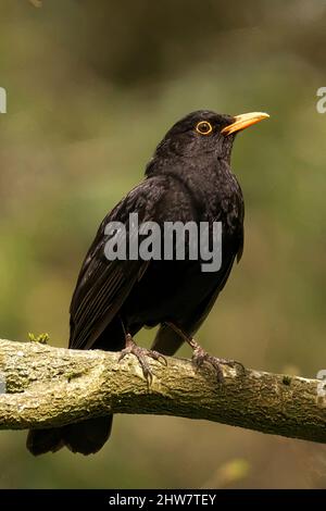 Schöne Aufnahme eines Amsel, der auf einem Ast eines Baumes sitzt Stockfoto