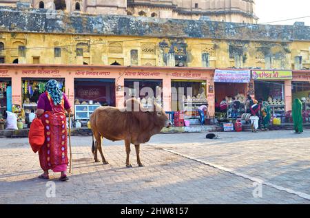 Indien Madyha Pradesh Orchha. Heilige Kuh auf den Straßen Stockfoto