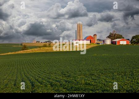 Iowa Bauernhof, Sojabohnen und Mais Felder, Dubuque County, in der Nähe von Worthington. Stockfoto
