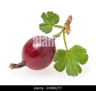 Rote Stachelbeere mit isolierten Blättern auf weißem Hintergrund Stockfoto