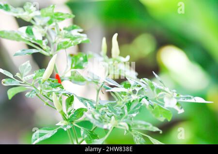 Pfefferpflanze oder gepunktete Pfefferpflanze, Chili PADI oder Bird Eye Chili oder Thai-Pfeffer oder Capsicum frutescens Linn oder Solanaceae Pflanze Stockfoto