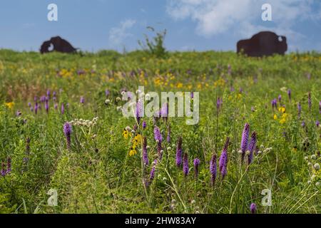 Prarie Grassland Wildflowers and Buffalo Sculpture, Missouri Welcome Center, Highway I-35. Stockfoto