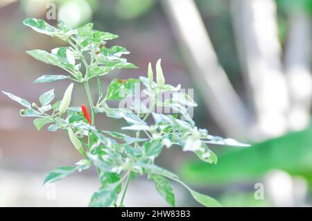 Pfefferpflanze oder gepunktete Pfefferpflanze, Chili PADI oder Bird Eye Chili oder Thai-Pfeffer oder Capsicum frutescens Linn oder Solanaceae Pflanze Stockfoto