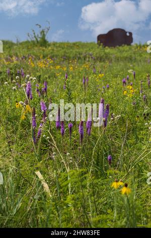 Prarie Grassland Wildflowers and Buffalo Sculpture, Missouri Welcome Center, Highway I-35. Stockfoto