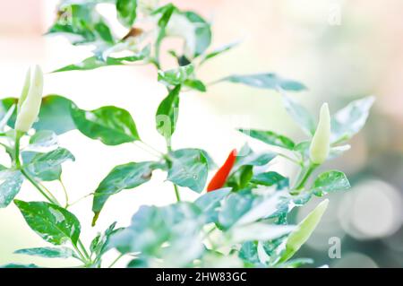 Pfefferpflanze oder gepunktete Pfefferpflanze, Chili PADI oder Bird Eye Chili oder Thai-Pfeffer oder Capsicum frutescens Linn oder Solanaceae Pflanze Stockfoto