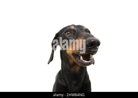 Portrait lustig Dackel Welpe Hund lächelnd. Isoliert auf weißem Hintergrund Stockfoto