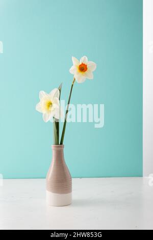 Zwei Blumen Narzissen in Vase vor hellem Hintergrund Stockfoto