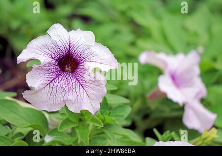 Nahaufnahme der atemberaubenden Grandiflora Daddi Blue Petunia unter grünem Laub Stockfoto