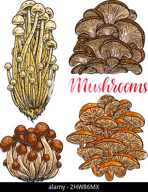 Niedliches Set von Enoki-Pilzen. Handgezeichnete Illustration Stock Vektor