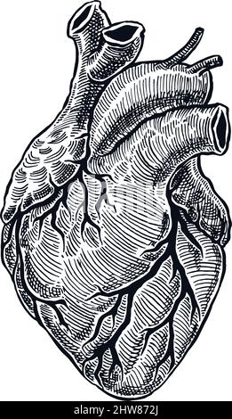 Realistisches Menschliches Herz. Vintage-Style. Handgezeichnete Abbildung Stock Vektor