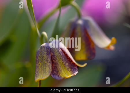 Nahaufnahme einer Fitillarpflanze mit Schlangenkopf in den Pyrenäen /Fritillaria pyrenaica . Stockfoto