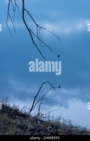 Landschaft aus Weidenzweig mit einem trockenen Blatt, das sich in noch blauem Wasser widerspiegelt Stockfoto