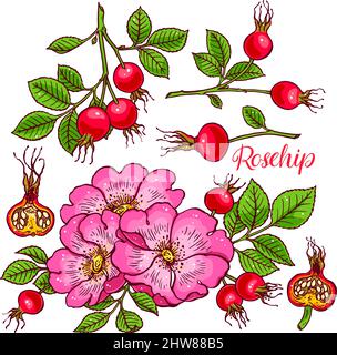 Schöne Reihe von Dogrose Blumen und Früchte. Handgezeichnete Illustration Stock Vektor