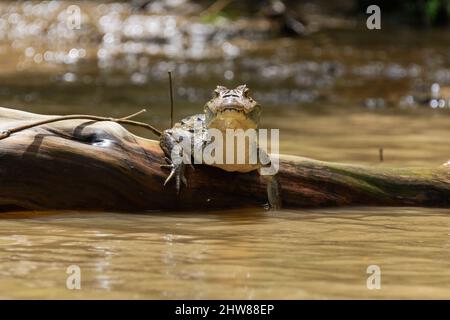 Ein junges amerikanisches Krokodil (Crocodylus acutus) ruht auf einem Zweig im Fluss im Tortuguero Nationalpark, Provinz Limon, Costa Rica, Mittelamerika Stockfoto
