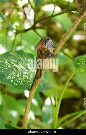 Behelmter Basilisk (Corytophanes cristatus) im Tortuguero-Nationalpark, Provinz Limon, Costa Rica. Auch bekannt als behelmte Leguan. Stockfoto