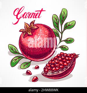 Köstlicher reifer Granatapfel mit grünen Blättern. Handgezeichnete Illustration - 2 Stock Vektor