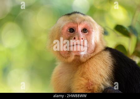 Panamaischer Kapuziner (Cebus-Imitator), Manuel Antonio Nationalpark, Provinz Puntarenas, Quepos, Costa Rica, Mittelamerika Stockfoto