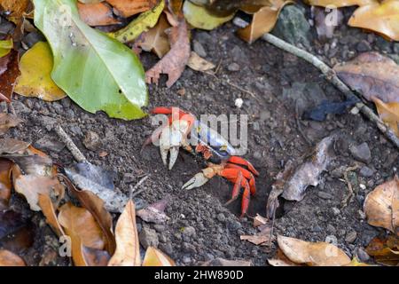 Halloween Krabbe (Gecarcinus quadratus) eine Landkrabbe im Manuel Antonio Nationalpark, Provinz Puntarenas, Quepos, Costa Rica, Mittelamerika Stockfoto