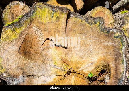 Querschnitt des Baumes. Bild ist eine abstrakte Illustration oder ein Gemälde. Farbenreichtum und Struktur. Stockfoto