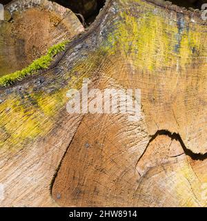 Querschnitt des Baumes. Bild ist eine abstrakte Illustration oder ein Gemälde. Farbenreichtum und Struktur. Natürlicher Hintergrund. Stockfoto