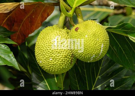 Jackfruit (Artocarpus heterophyllus), Costa Rica, Mittelamerika Stockfoto