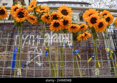 London, Großbritannien. 4. März 2022. Sonnenblumen, die zu Symbolen für Widerstand und Solidarität geworden sind, an einem Zaun vor der Botschaft. Demonstranten trugen Schilder und Sonnenblumen vor der russischen Botschaft zur Unterstützung der Ukraine, während Russland seinen Angriff fortsetzt. Kredit: Vuk Valcic/Alamy Live Nachrichten Stockfoto