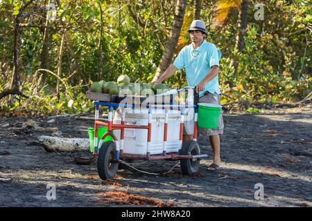 Ein lokaler costaricanischer Lebensmittelhändler verkauft frische Kokosnüsse von seinem mobilen Imbissstand am Strand in Tortuguero, Provinz Limon, Costa Rica Stockfoto