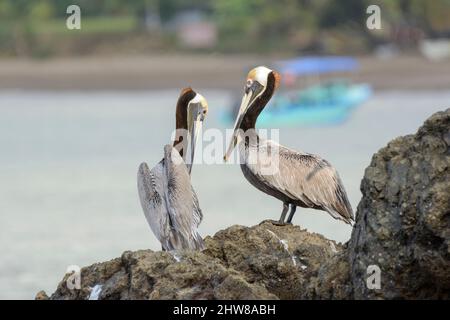 Zwei kalifornische braune Pelikane (Pelecanus occidentalis californicus) auf Felsen im Corcovado-Nationalpark, Halbinsel Osa, Costa Rica Stockfoto