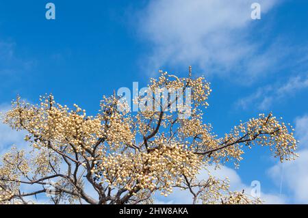 Steinfässchen von Melia azedarach, im Winter auch als Chinaberry-Baum bekannt Stockfoto