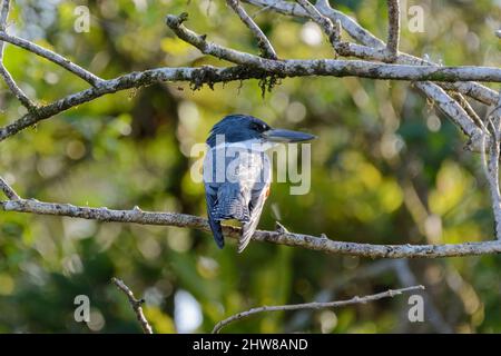 Ringed Kingfisher (Megaceryle torquata) sitzt auf einem Ast über dem Fluss im Tortuguero National Park, Provinz Limon, Costa Rica, Mittelamerika Stockfoto