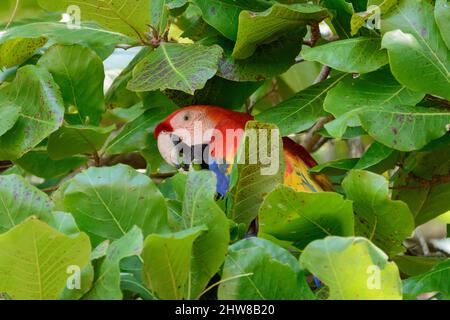 Ein scharlachrote Aras (Ara macao), der Nüsse von einem Strandmandelbaum (Terminalia catappa) im Corcovado-Nationalpark, Halbinsel Osa, Costa Rica, frisst Stockfoto