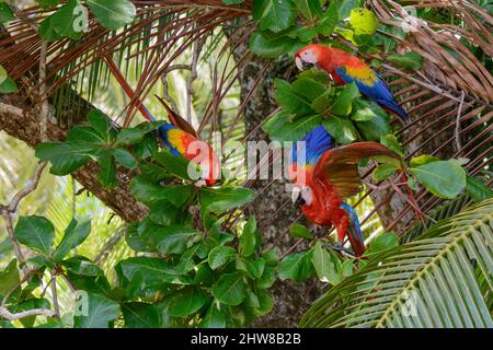 Drei scharlachrote Aras (Ara macao), die Nüsse von einem Strandmandelbaum (Terminalia catappa) im Corcovado-Nationalpark, Halbinsel Osa, Costa Rica, fressen Stockfoto