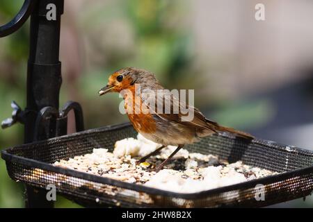 Ein europäischer Robin (Erithacus rubecula), der auf einem Futtertisch mit einem Samen im Schnabel in einem Vorstadtgarten in Surrey, Großbritannien, thront. Stockfoto