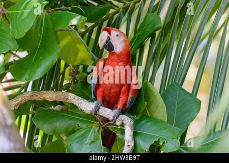 Ein scharlachrote Aras (Ara macao), der auf einem Zweig eines Strandmandelbaums (Terminalia catappa) im Corcovado-Nationalpark, Halbinsel Osa, Costa Rica, thront Stockfoto