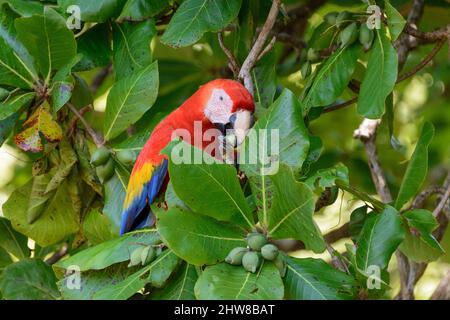 Ein scharlachrote Aras (Ara macao), der Nüsse von einem Strandmandelbaum (Terminalia catappa) im Corcovado-Nationalpark, Halbinsel Osa, Costa Rica, frisst Stockfoto