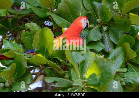 Ein scharlachrote Aras (Ara macao), der Nüsse von einem Strandmandelbaum (Terminalia catappa) im Corcovado-Nationalpark, Halbinsel Osa, Costa Rica, frisst Stockfoto