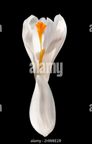 White Crocus Jeanne D'Arc Stockfoto