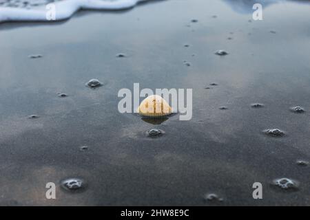 Die Muschel liegt auf dem Sand des Strandes, halb im Sand vergraben, als die Meereswelle auf ihn trifft, und die Meereswellen im Hintergrund. Stockfoto